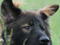 Ginuk  Bes.: Dirk Schulze